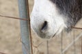 detail of donkey nose