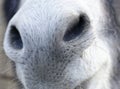 detail of donkey nose