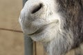 detail of donkey nose