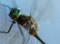 Detail of Dragonfly Eyes Royalty Free Stock Photo