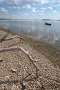 Detail of dried pale coloured driftwood tree trunk on stony river bank of Vah river, location Kralova river dam, Slovakia.