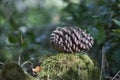 Detail of a dried pineapple, in the foreground, on top of a mound of green moss. Autumn concept, plants, pine, pine nuts.