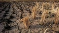 Detail of dried straw pieces against the background of burning straw pieces, in cracked rice fields Royalty Free Stock Photo