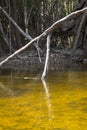 Detail of a dried tree in Amazon river in Brazil