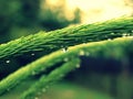 Detail of drop after rain - Picea