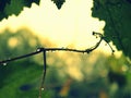 Detail of drops after rain - Wine