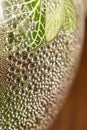 Detail of drops of water inside the glass of a terrarium. Royalty Free Stock Photo