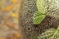 Detail of drops of water inside the glass of a terrarium. Royalty Free Stock Photo