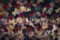 Detail of dry autumn leaf and red flowers Royalty Free Stock Photo