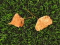 Detail of dry birch fall leaf on plastic grass field on football playground. Artificial grass Royalty Free Stock Photo