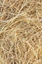 Detail of dry grass hay background Royalty Free Stock Photo