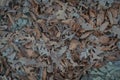 Image of a carpet of oak leaves in cold and warm colors