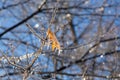 Detail of dry yellow maple leaf and new buds encased in ice after ice storm seen Royalty Free Stock Photo