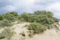 Detail of dunes park featuring bushes , sand and sea Royalty Free Stock Photo