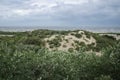 Detail of dunes park featuring bushes , sand and sea Royalty Free Stock Photo