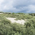 Detail of dunes park featuring bushes , sand and sea Royalty Free Stock Photo