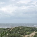 Detail of dunes park featuring bushes Royalty Free Stock Photo