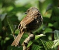 The dunnock with black beak is sitting on brown branch with green leaves in the background.