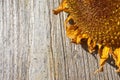 Detail of dying sunflower on wooden background