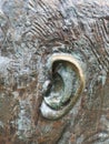 Detail of Ear on Bronze Statue