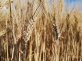 Detail of an ears of corn. Royalty Free Stock Photo