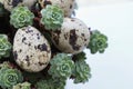 Detail of Easter decoration with eggs and succulent plants Royalty Free Stock Photo