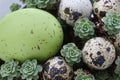 Detail of Easter decoration with eggs and succulent plants Royalty Free Stock Photo
