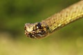 Detail of eastern montpellier snake