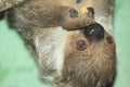 Linne two-toed sloth