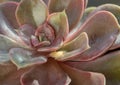 Detail of Echeveria Perle von Nurnberg (Flat rosettes) Succulent plant with purple and pink leaves Royalty Free Stock Photo