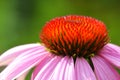 Detail of echinacea flower