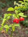 detail of an ecological bishop`s crown chilli Christmas bell, or joker`s hat growing in an orchard with blurred background Caps