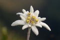 Detail Edelweiss mountain flower. Leontopodium nivale Royalty Free Stock Photo