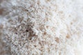 Detail edible Lion Mane Mushroom Hericium Royalty Free Stock Photo