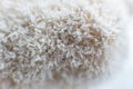 Detail edible Lion Mane Mushroom Hericium Royalty Free Stock Photo