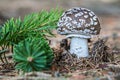 Detail of edible mushroom amanita spissa Royalty Free Stock Photo