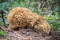 Detail of edible mushroom Sparassis crispa - cauliflower fungus Royalty Free Stock Photo