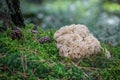 Detail of edible mushroom Sparassis crispa - cauliflower fungus Royalty Free Stock Photo