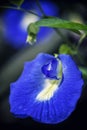 Detail of edible tropical flower clitoria ternatea or blue pea v