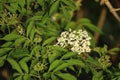 Detail of elder flower, Sambucus nigra. Creamy-coloured, highly scented blossoms covered by green leaves. Medical herb Royalty Free Stock Photo