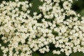 Detail of Elder flower Sambucus nigra. Royalty Free Stock Photo