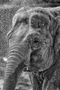 Detail of an Elephant Royalty Free Stock Photo