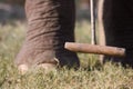 Detail on elephant polo game, elephant paws and ball, Thakurdwara, Bardia, Nepal