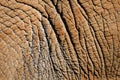 Detail of elephant skin Royalty Free Stock Photo