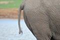 Detail of elephant skin Royalty Free Stock Photo