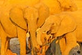 Detail of elepjants, evening sunset, orange sun. Wildlife scene from nature. A herd of African elephants drinking at a waterhole l Royalty Free Stock Photo