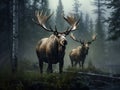 Detail of elk moose. Moose North America or Eurasian elk Eurasia Alces alces in the dark forest during rainy day. Be