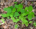 Detail of emerging leaves from pale jewelweed plants in a spring forest.