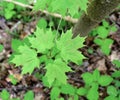 Detail of emerging leaves from a sugar maple tree.