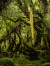 Detail of the enchanted forest in carretera austral, Bosque encantado Chile Royalty Free Stock Photo